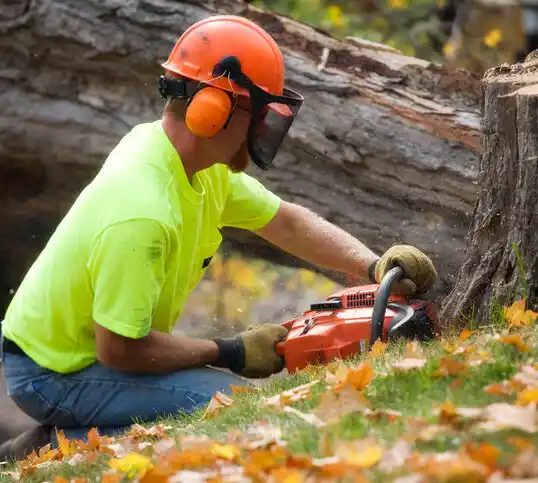 tree services Freeville